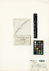 Muhlenbergia montana image