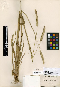 Phalaris angusta image