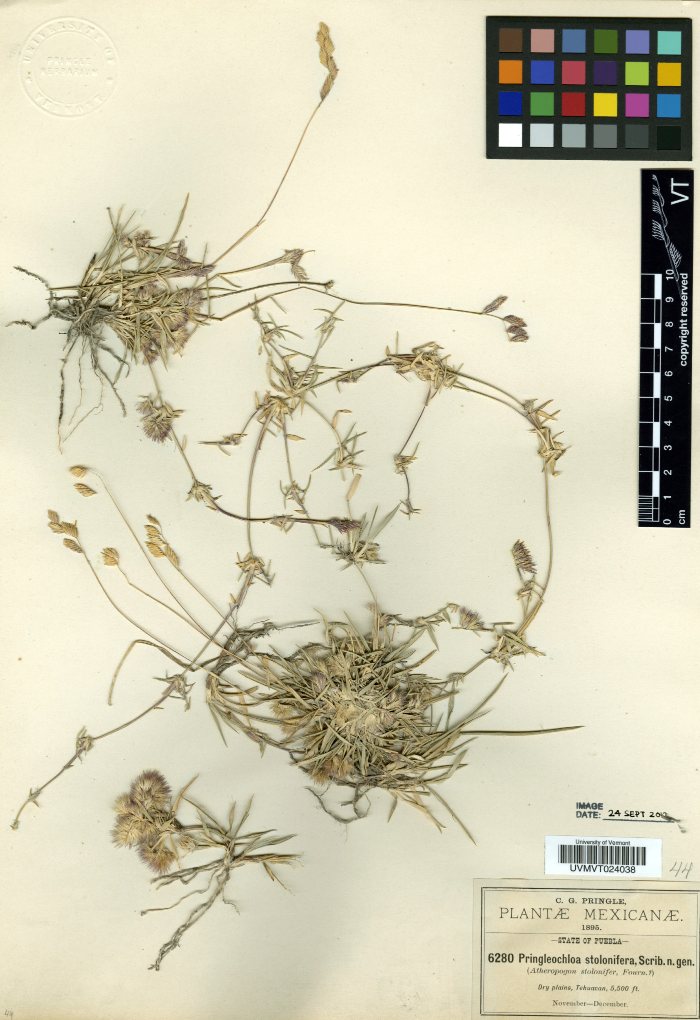 Pringleochloa stolonifera image