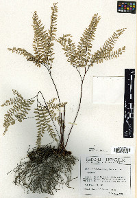 Adiantum viridimontanum image