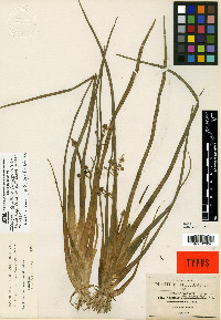 Sagittaria demersa image