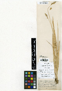 Carex bolanderi image