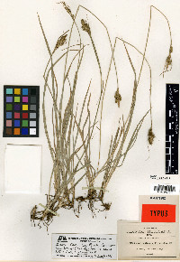 Carex longicaulis image