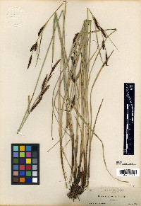 Carex angustata image