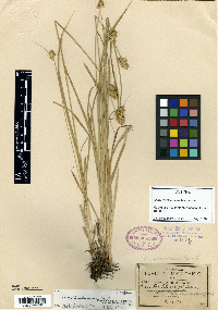 Carex involucratella image