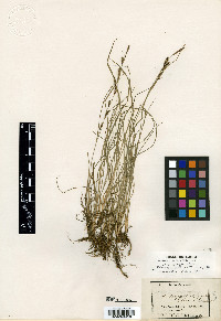 Carex kelloggii image