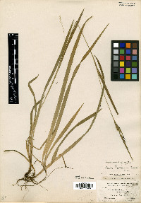Carex leptonervia image