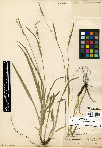 Carex leptonervia image