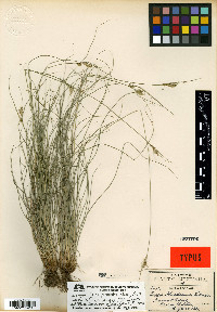 Carex schiedeana image