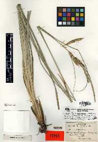 Carex spissa image