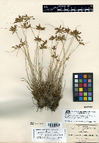 Cyperus brainerdii image