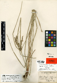 Cyperus mutisii image