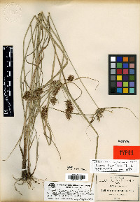 Cyperus retroflexus image