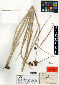 Rhynchospora corymbosa image