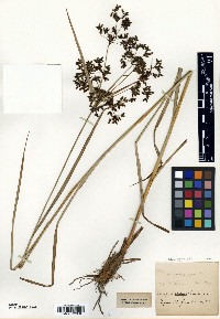 Scirpus peckii image