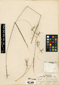 Scirpus lineatus image