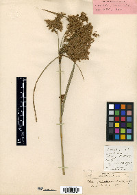 Scirpus pedicellatus image