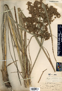 Scirpus pedicellatus image