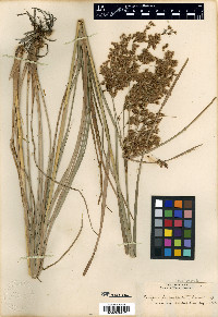 Scirpus pedicellatus image