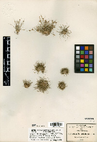 Bulbostylis schaffneri image