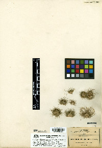 Bulbostylis schaffneri image