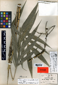 Chamaedorea microspadix image
