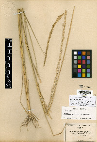 Sporobolus contractus image