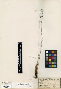 Xyris baldwiniana image