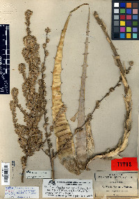 Hechtia texensis image