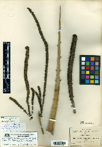 Hechtia galeottii image
