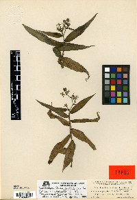 Tripogandra grandiflora image