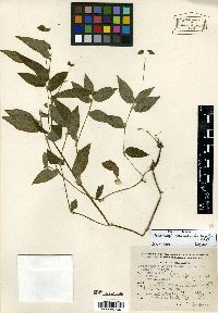 Media resource of Tradescantia commelinoides