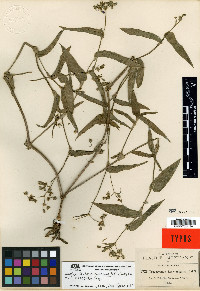 Gibasis consobrina image