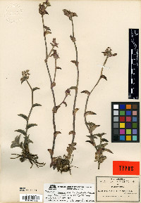 Tradescantia brachyphylla image