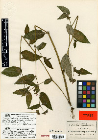 Tradescantia commelinoides image