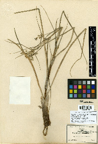 Tradescantia occidentalis var. scopulorum image