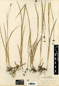 Juncus ensifolius var. montanus image