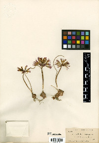 Allium parishii image