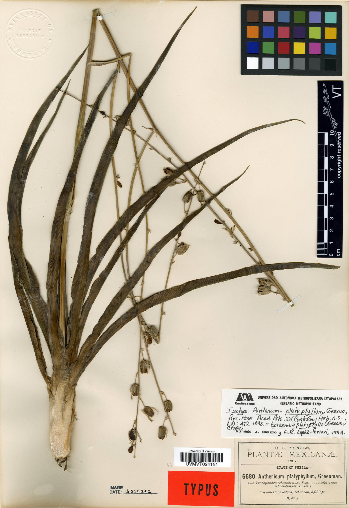 Echeandia platyphylla image