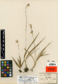 Echeandia durangensis image