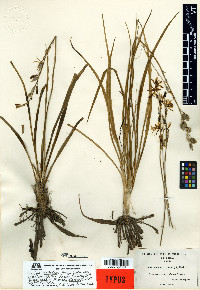 Echeandia flavescens image