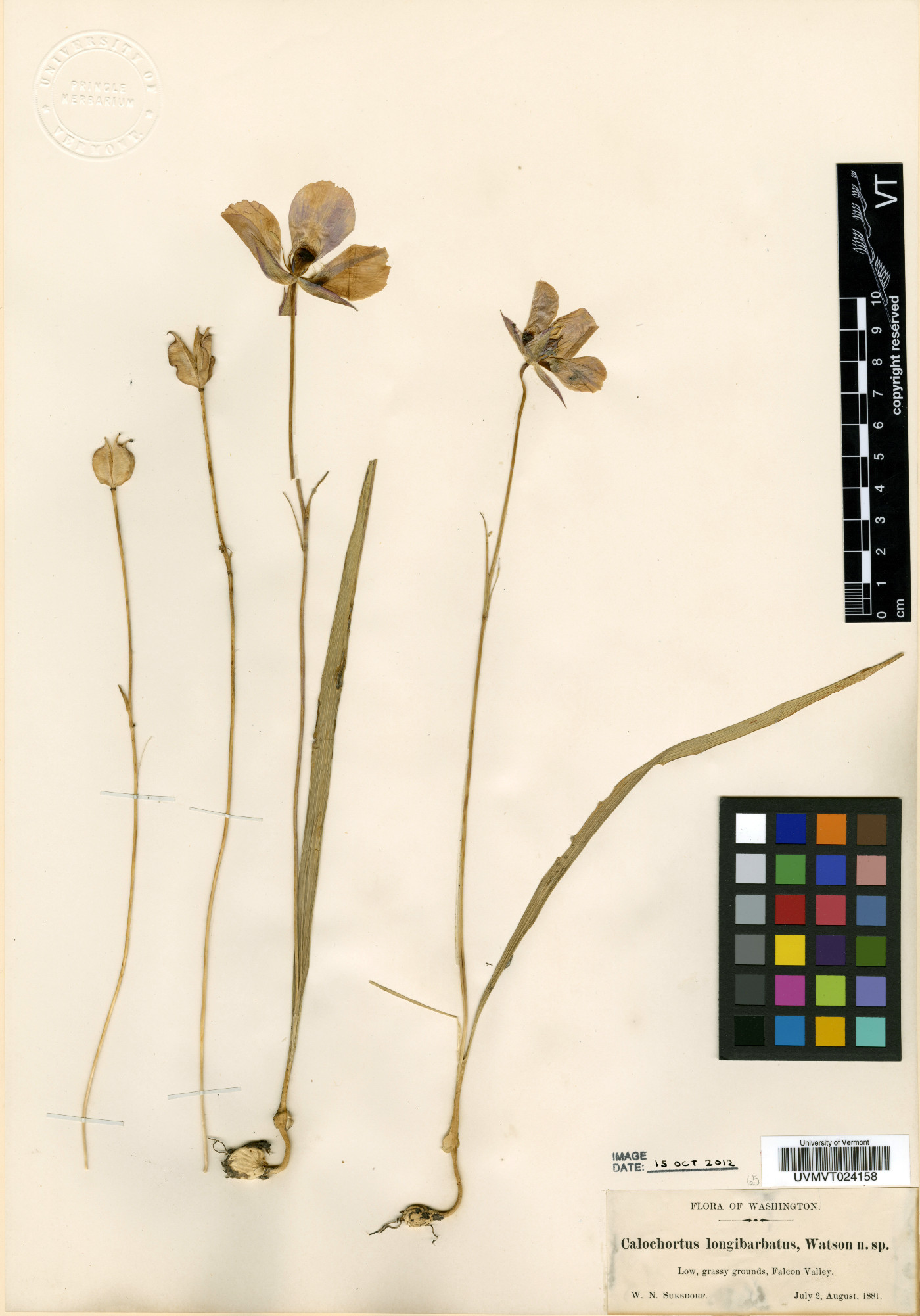 Calochortus longibarbatus image
