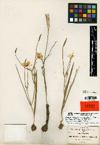Calochortus venustulus image