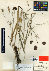 Calochortus pringlei image