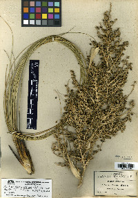 Nolina texana image