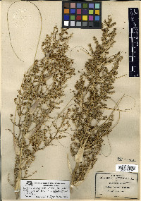Nolina texana image