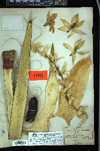 Yucca faxoniana image