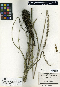 Schoenocaulon jaliscense image