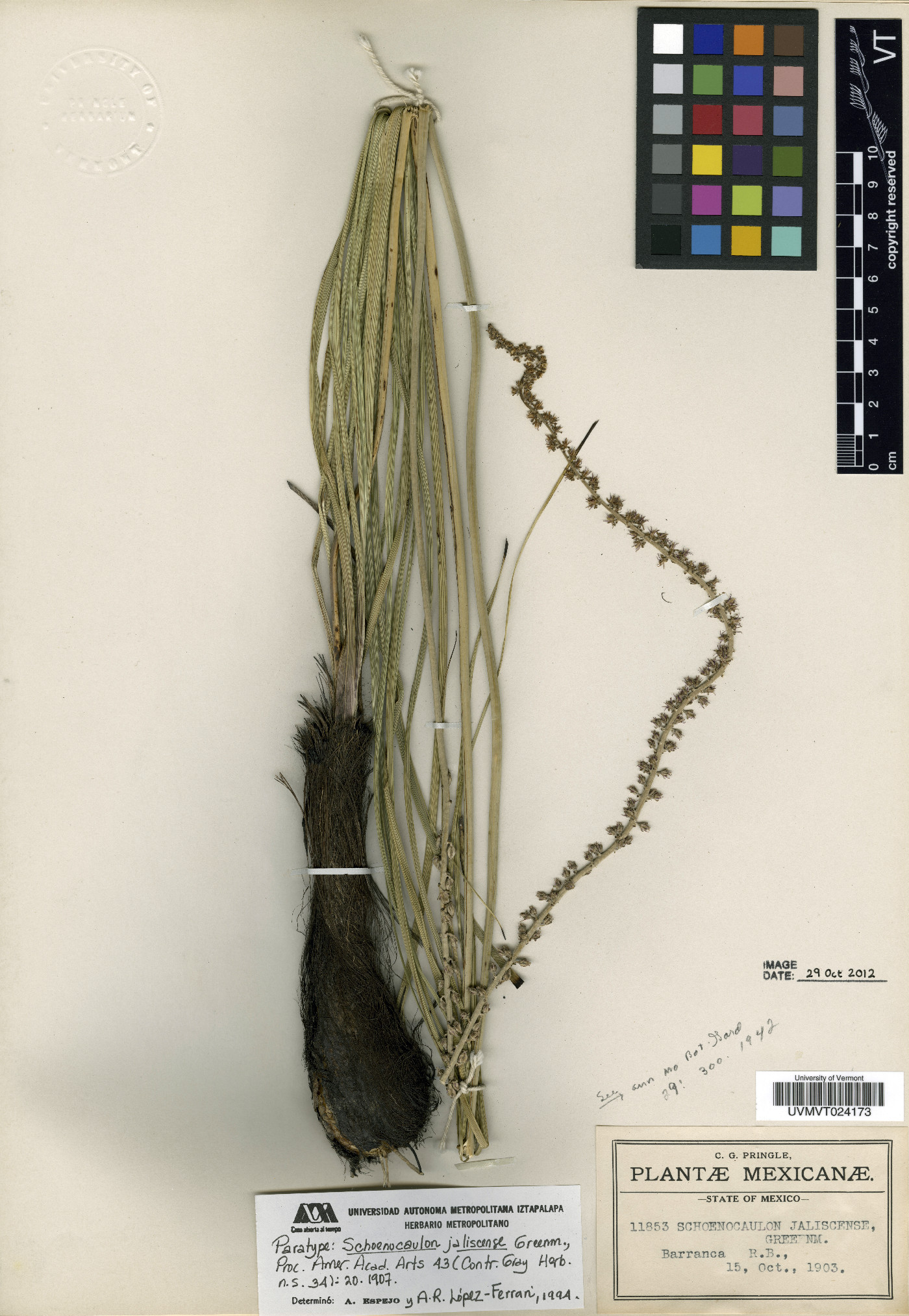 Schoenocaulon jaliscense image