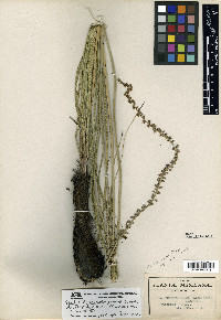 Schoenocaulon jaliscense image